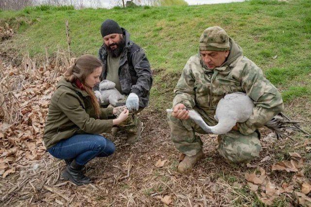В Севастополе спасли двух журавлей