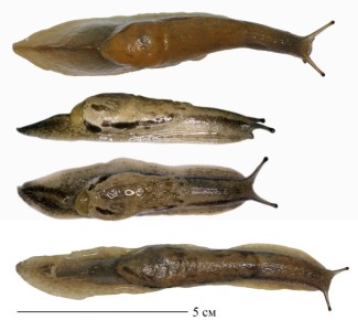 "Ими покрыта вся земля": грузинские слизни атакуют огороды крымчан