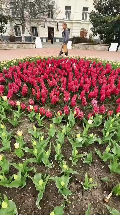 Красивейшая клумба у театра им. Луначарского