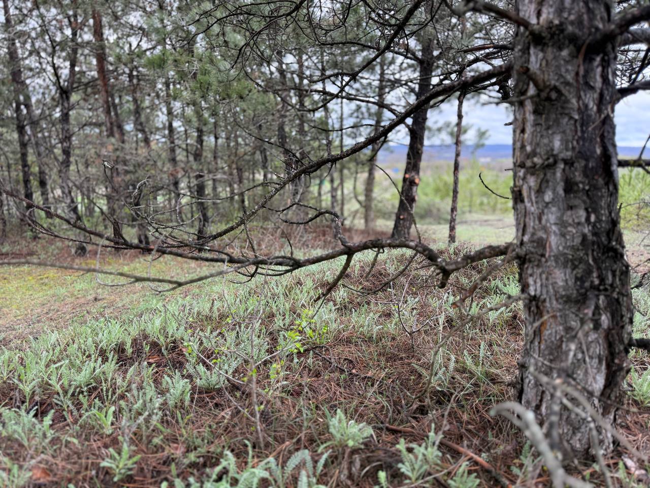 Для защиты лесов от распространения огня специалисты обрезают нижние ветви хвойных деревьев