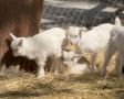 Пятеро козлят родились в Новом Херсонесе