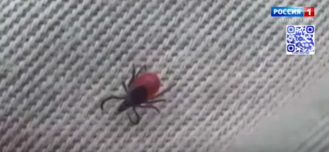 Крымском полуострове зарегистрировали более 70 укусов клещей