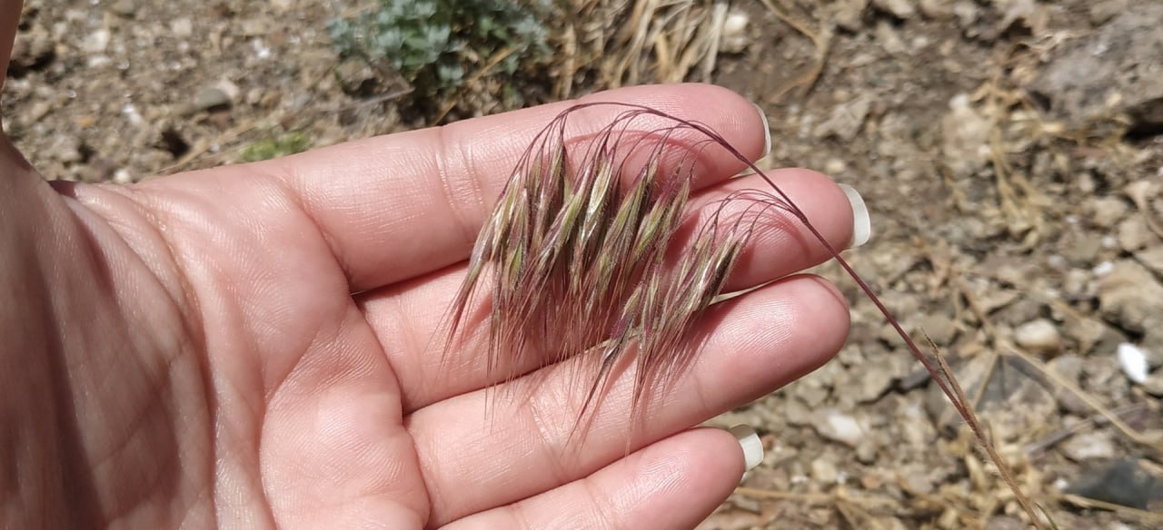 Ученые из Крыма помогли раскрыть механизм экологической катастрофы в Северной Америке