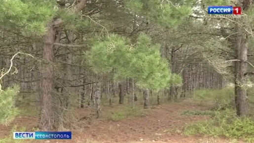 Кто стоит на страже «зелёных легких» Севастополя