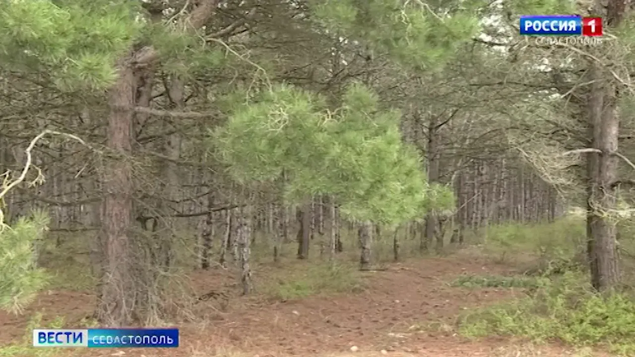 Кто стоит на страже «зелёных легких» Севастополя