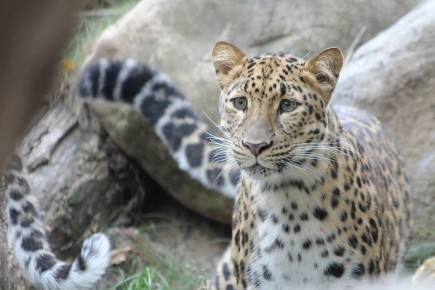 Какое имя получит один из самых известных леопардов в стране?