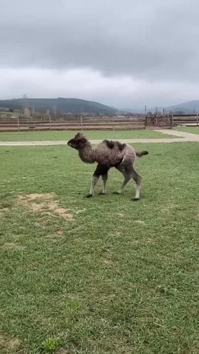 � �������� ����� ����������: �� ��������������� ����� �������� ��������� �������