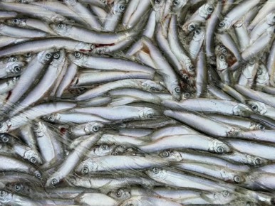 ������� ��������: � ���� ���� � ����������� ������� 4,5 ������ ������������ ������������ ����