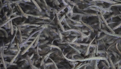 � ������ � ��� � ���� �������� �������� ����� 12 ��� ������� ����