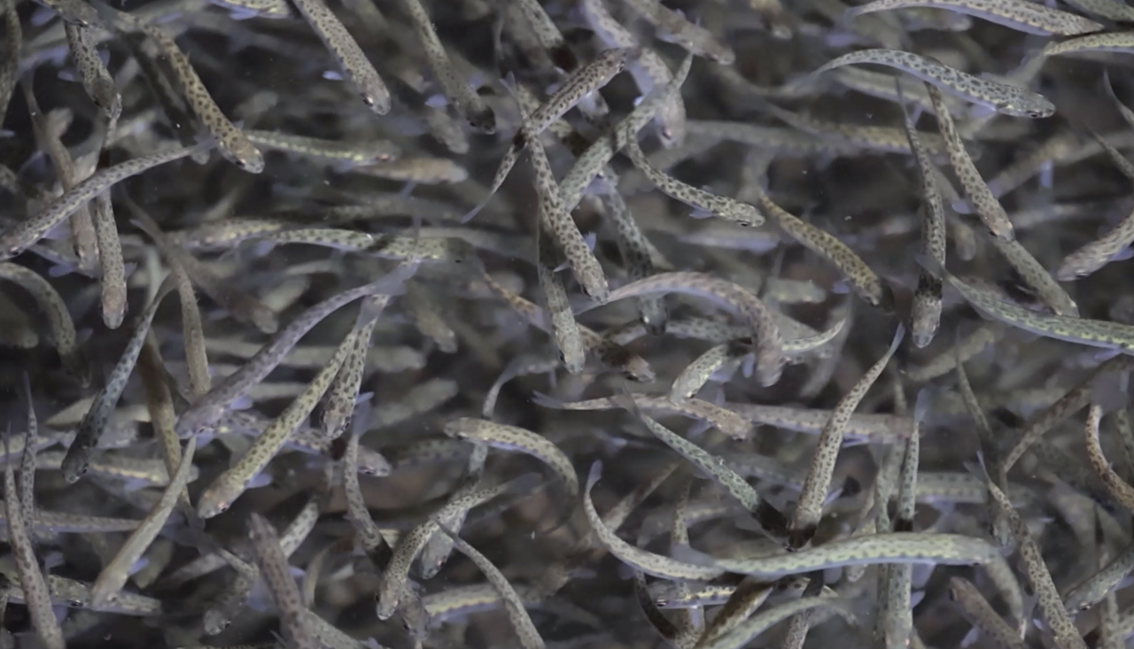 В апреле и мае в реки Приморья выпустят более 12 млн мальков кеты