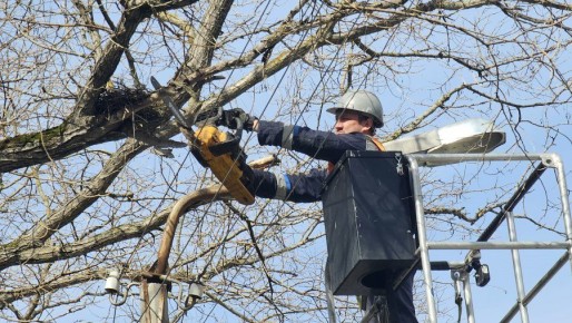 В Инкермане обрезают деревья