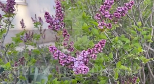 � ����������� ������ ������ ������