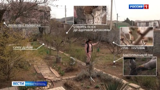 Состояние растений – первое, на что нужно обратить внимание садоводу с приходом весны