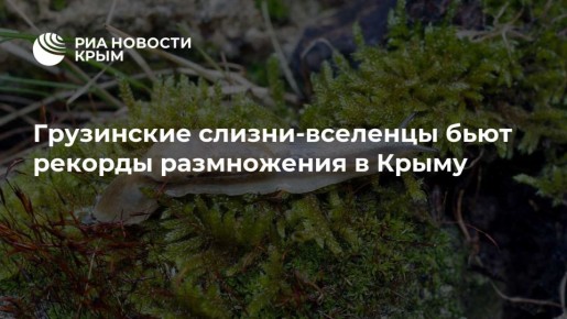 Грузинские слизни-вселенцы бьют рекорды размножения в Крыму