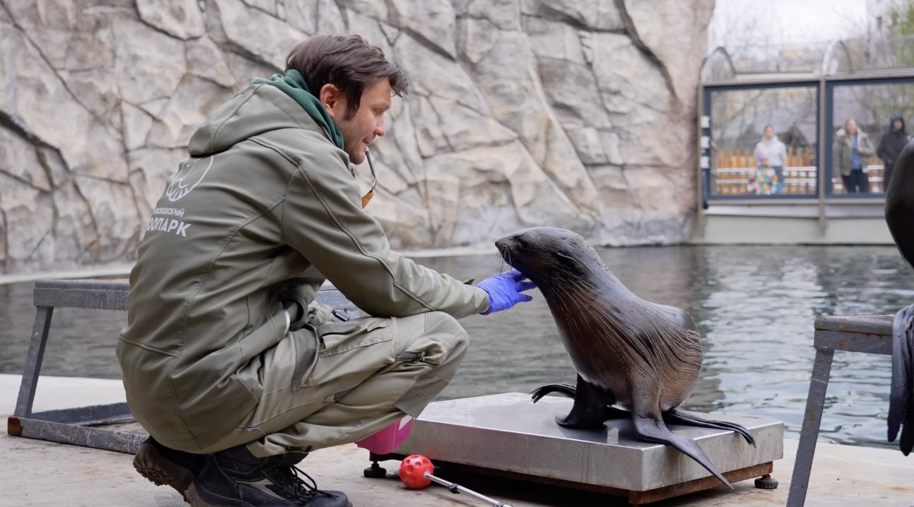 Морской котик Снарк осваивает уличный бассейн