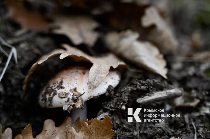 Сморчковый ажиотаж: в Крыму массово ищут деликатесные грибы