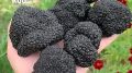 Очень редкий чёрный трюфель растёт в Крыму