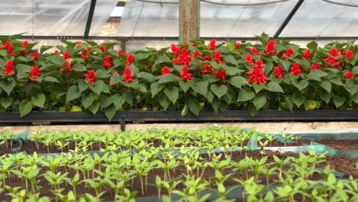 5 000 цветков сальвии высадят в центре Севастополя