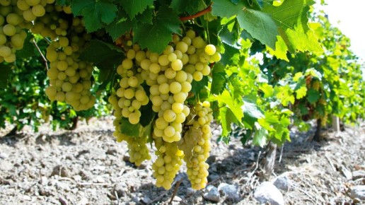 Виноделы Севастополя получат субсидию на молодые виноградники