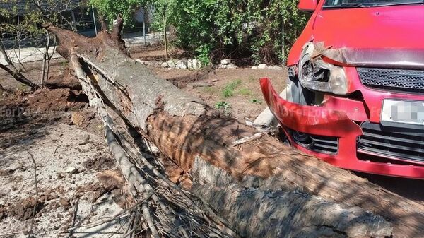 Упавший тополь повредил два автомобиля в Севастополе