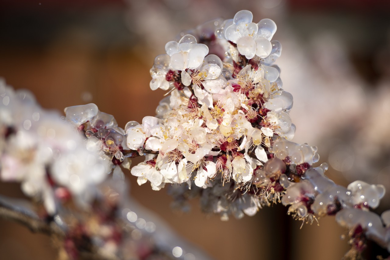 Фруктовые деревья в Крыму спасают от заморозков