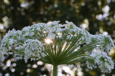 ���� ����������� ������� �� ������� ����� ��������