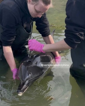 � ����������� ������� ��������