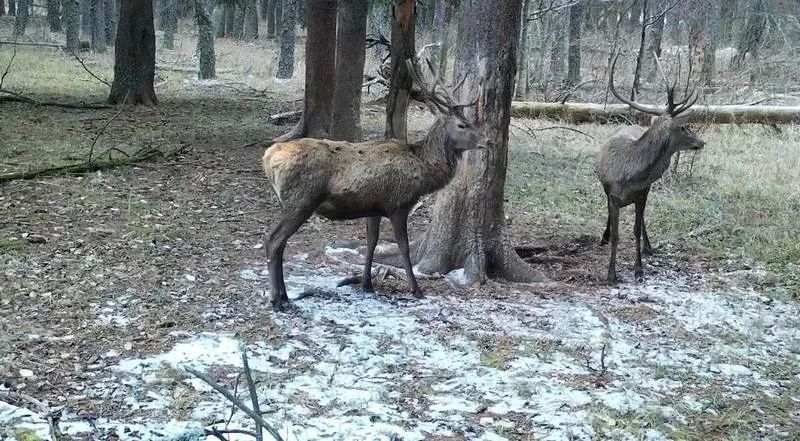 � �������� ������������ � ��� ���� ����������� ����� ��������