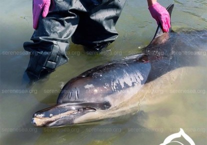 �������� ���� � ����������� �������� ������� �� ����� ��������