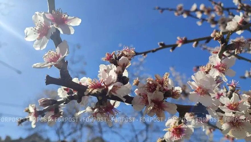 Как крымские поля и сады пережили весенние заморозки?
