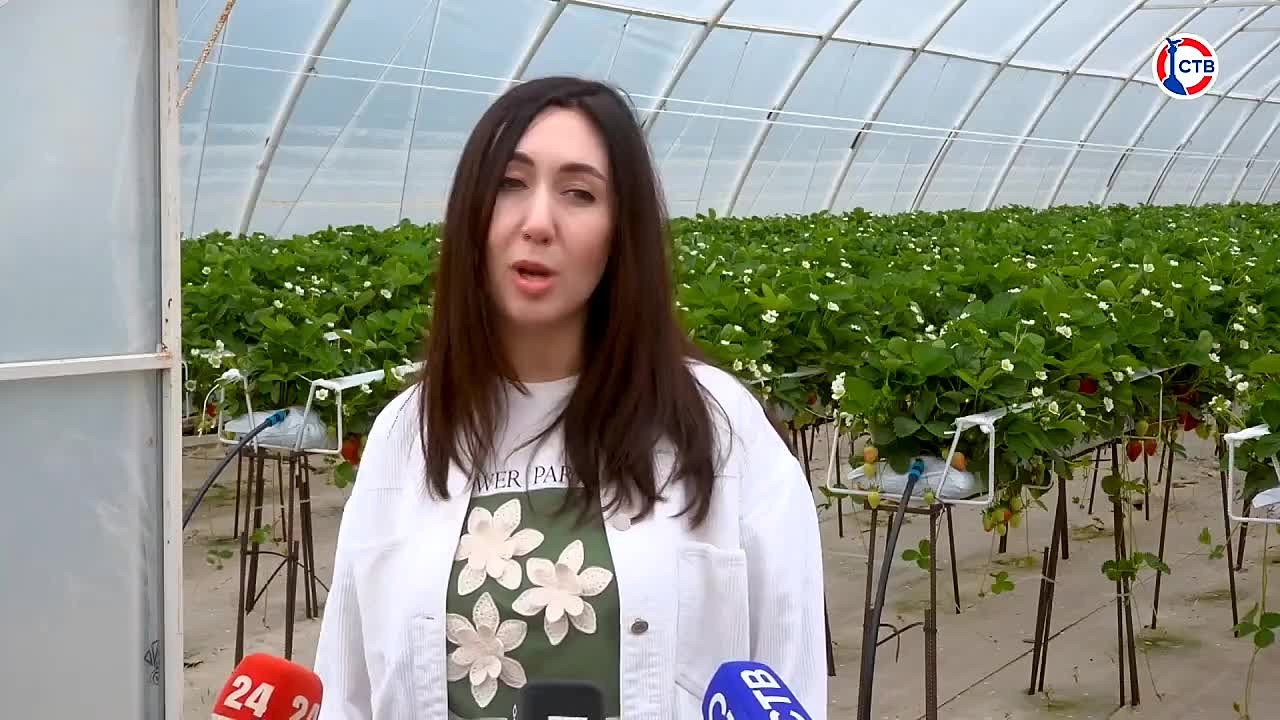 В Севастополе планируют собрать около 135 тонн клубники