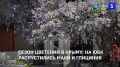 На ЮБК появились первые бутоны алых маков, жители и гости региона любуются глицинией