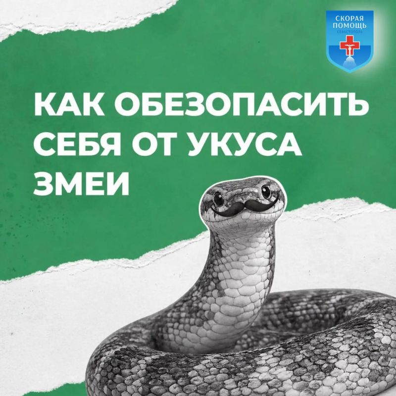 Укусила змея? Главное — без паники и без жгута!