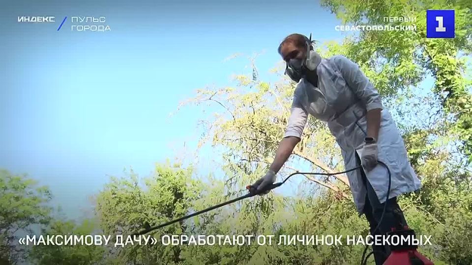 Бассейны парка «Максимова дача» в Севастополе обработают от личинок насекомых