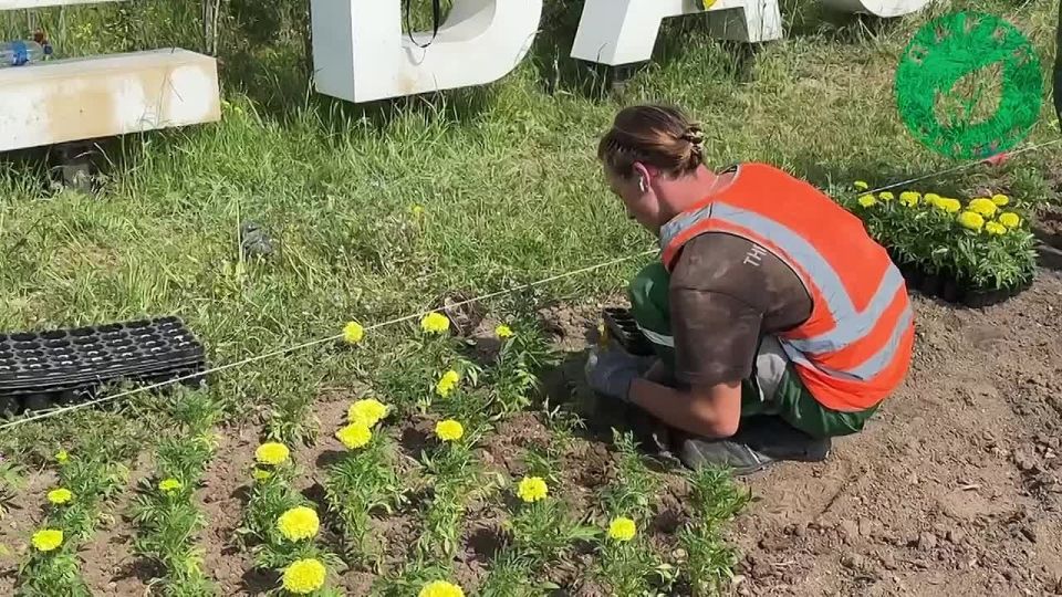 #Что за растение?. Горслужбы высадили на Фиолентовском кольце однолетнники! Они издают специфический пряный запах, являются настоящими чемпионами по неприхотливости