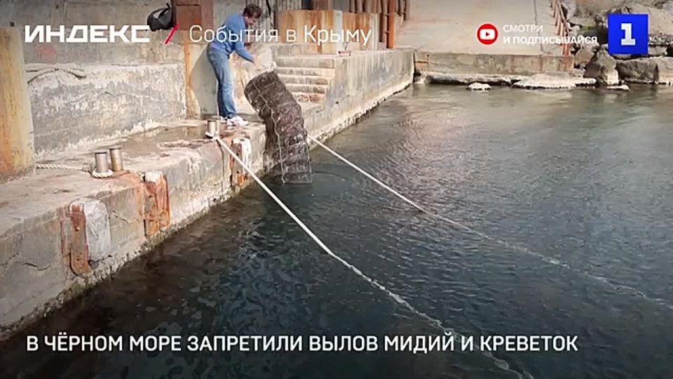 С 1 июня по 31 августа вводится запрет на вылов креветок и мидий в акватории Чёрного моря.