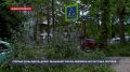 Знаков не видно: горожане бьют тревогу из-за опасной растительности у дорог