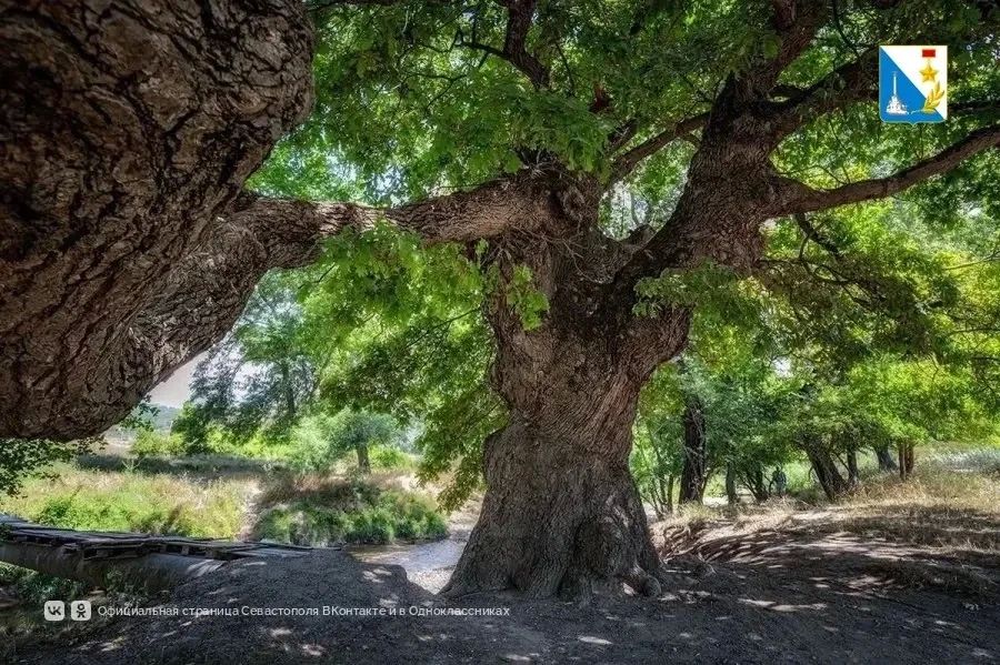Севастопольский 570-летний дуб борется за звание «Российское дерево года»