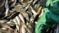 В Азовском море рекордный улов пиленгаса