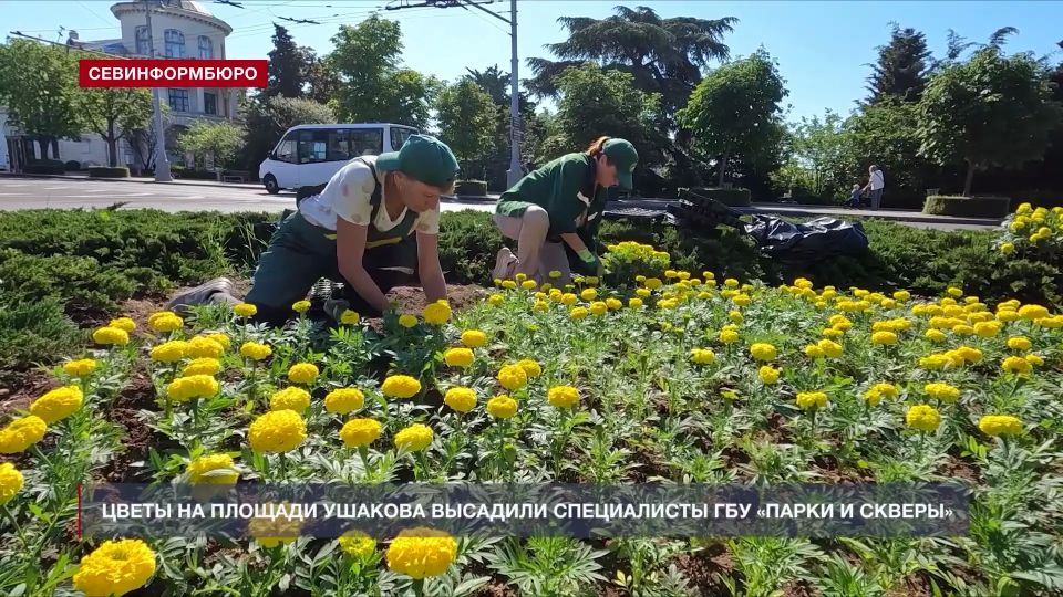На площади Ушакова высадили 8 700 бархатцев