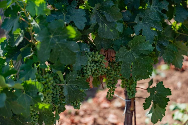 Сельскохозяйственные предприятия Севастополя получили 570 миллионов рублей господдержки