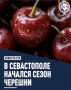 На рынках Севастополя уже активно продают крымскую черешню