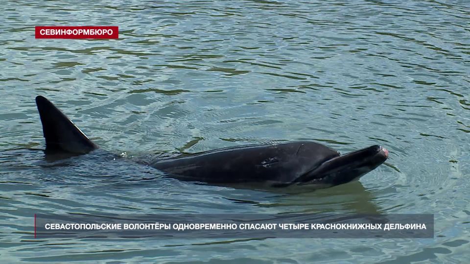 Севастопольские волонтёры одновременно выхаживают четырёх краснокнижных дельфинов
