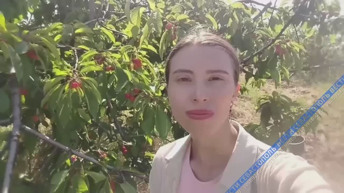 На трех севастопольских предприятиях начался сбор черешни