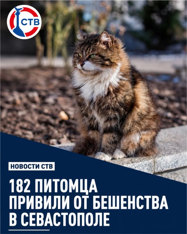 На выходных севастопольские ветеринары работали в Балаклавском районе