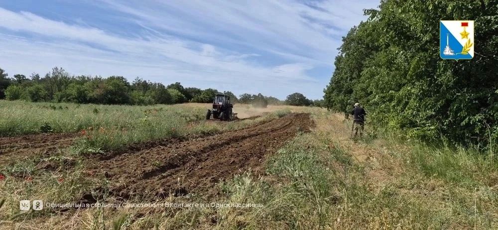 В лесах под Севастополем ухаживают за гигантскими надписями «Россия» и «Севастополь» из тысяч деревьев