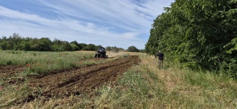 В Мекензиевском лесничестве ухаживают за молодыми туями, высаженными в виде патриотических надписей
