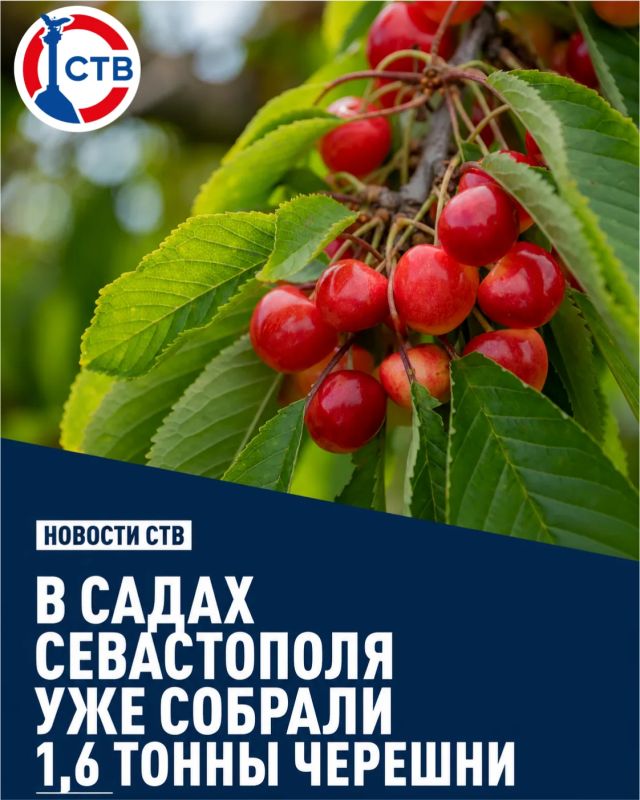 В Севастополе собирают урожай семи сортов черешни