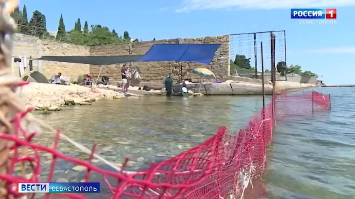 Сразу четыре дельфина сейчас проходят реабилитацию под наблюдением специалистов и волонтеров центра «Безмятежное море»