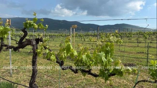 Аграриям Крыма и Севастополя упростили ввоз саженцев